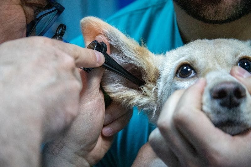 Flere veterinærer opplever ofte at det går lang tid før eieren oppdager at hunden trenger et veterinærbesøk. Med lilbits teknologi kan det bli slutt på det.